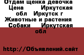 Отдам щенка девочка › Цена ­ 50 - Иркутская обл., Иркутск г. Животные и растения » Собаки   . Иркутская обл.